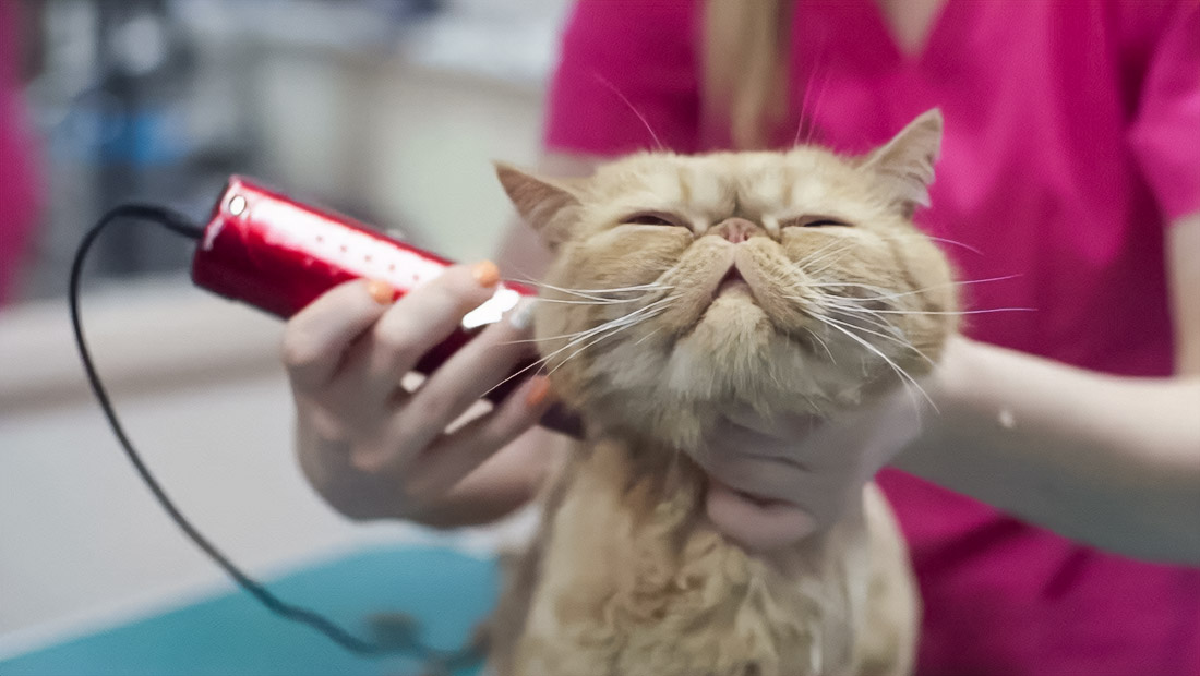 Pet Behaviour During Urban Drone Activity: Observations from Dubai Veterinary Clinics